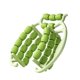 thumbnail image 5 of Rodillo relajante muscular de 29 ruedas, 360 grados, manual, resistente, circular, abrazadera para piernas verde, 5 of 9