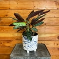 thumbnail image 2 of Calathea Compact Star, 6" Plant, The Plant Farm, 2 of 2