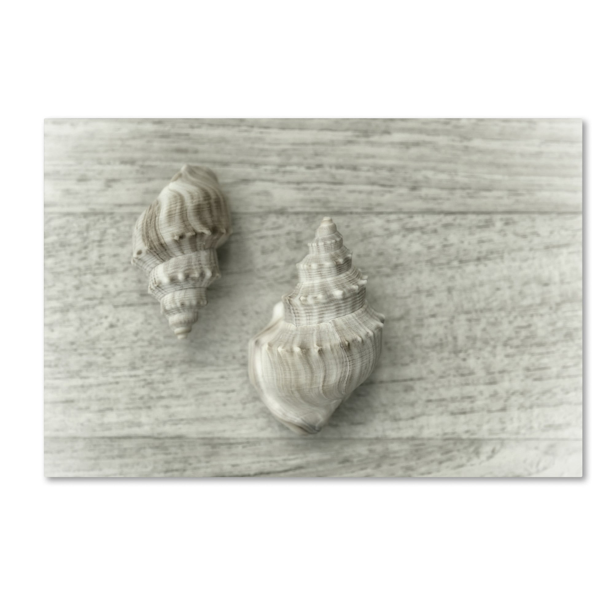 Two Cancellaria Shells' Canvas Art by Cora Niele