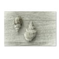 thumbnail image 2 of Two Cancellaria Shells' Canvas Art by Cora Niele, 2 of 4