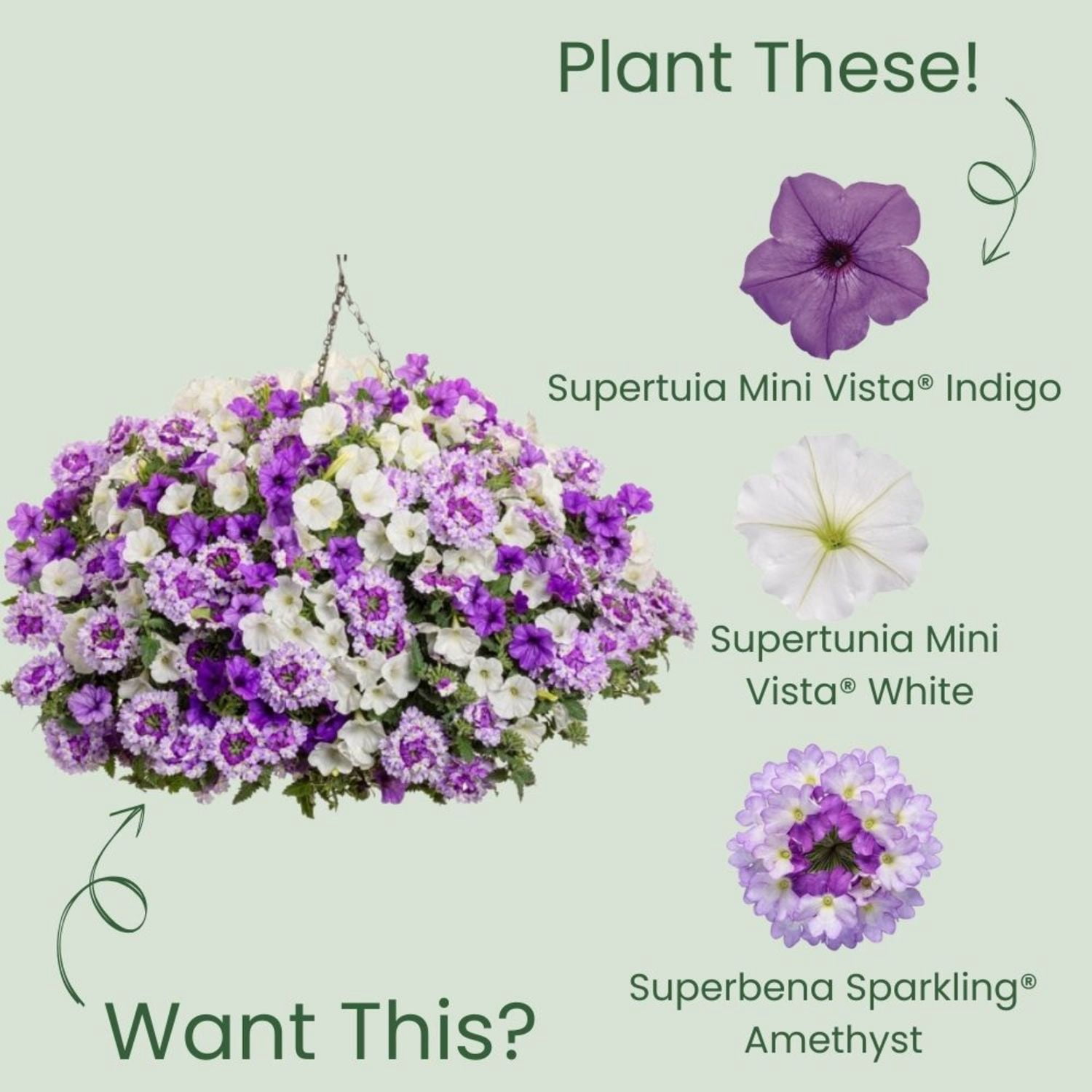 Proven Winners 4" Blue Supertunia Mini Vista Indigo Petunia Live Plant in 4.25" Pot (4 Count)