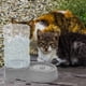 thumbnail image 3 of Comedero para mascotas, dispensador automático de agua para gatos, comedero para mascotas, práctico contenedor de agua para mascotas, 3 of 8