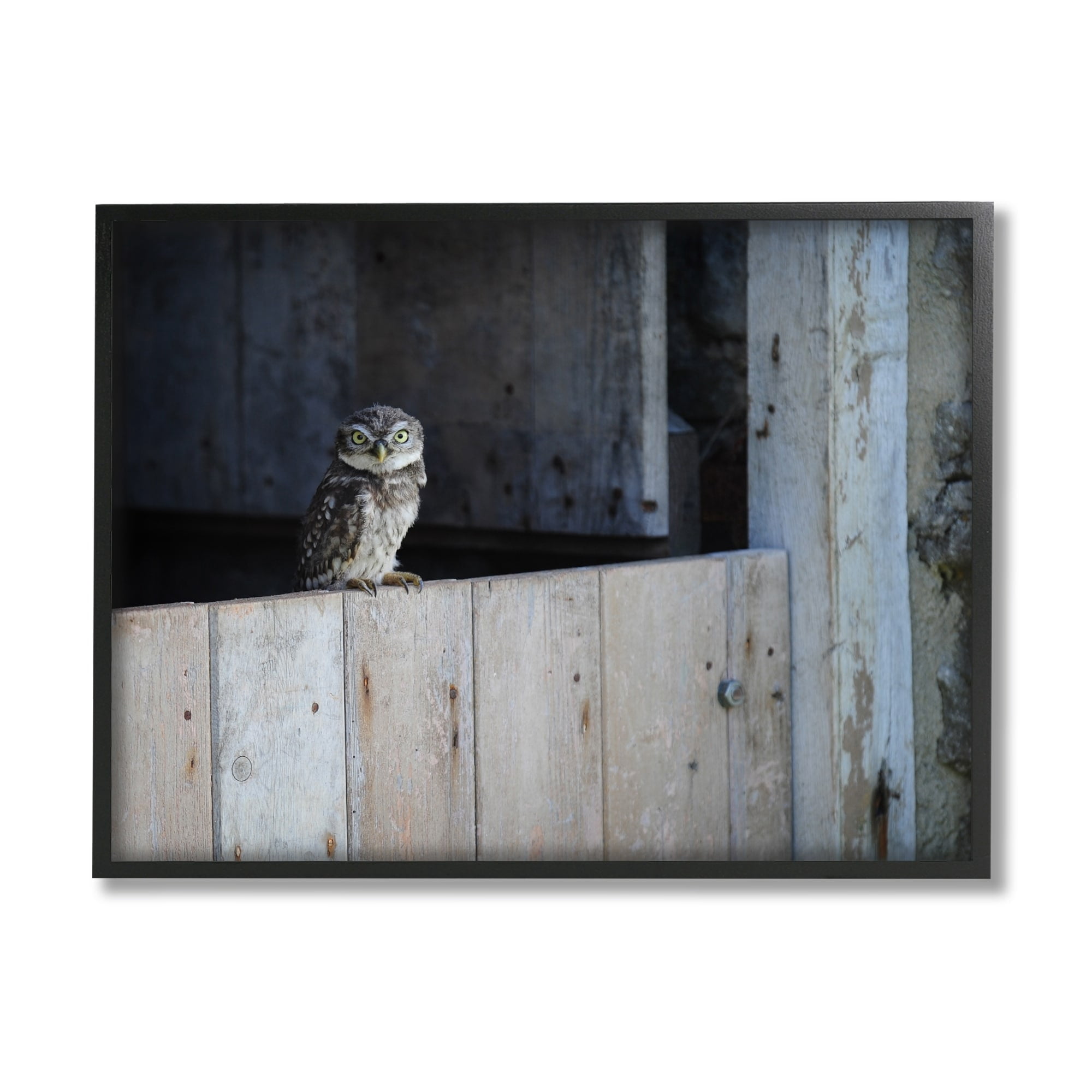 Stupell Industries Perched Owl Rural Barn Ledge Wildlife Photography Photograph Black Framed Art Print Wall Art, Design by James Dobson