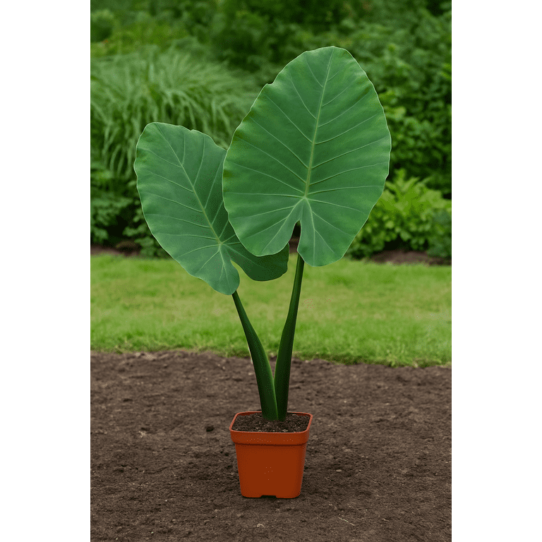 dracaena mass cane corn plant Corn Plant (Dracaena mass canes)