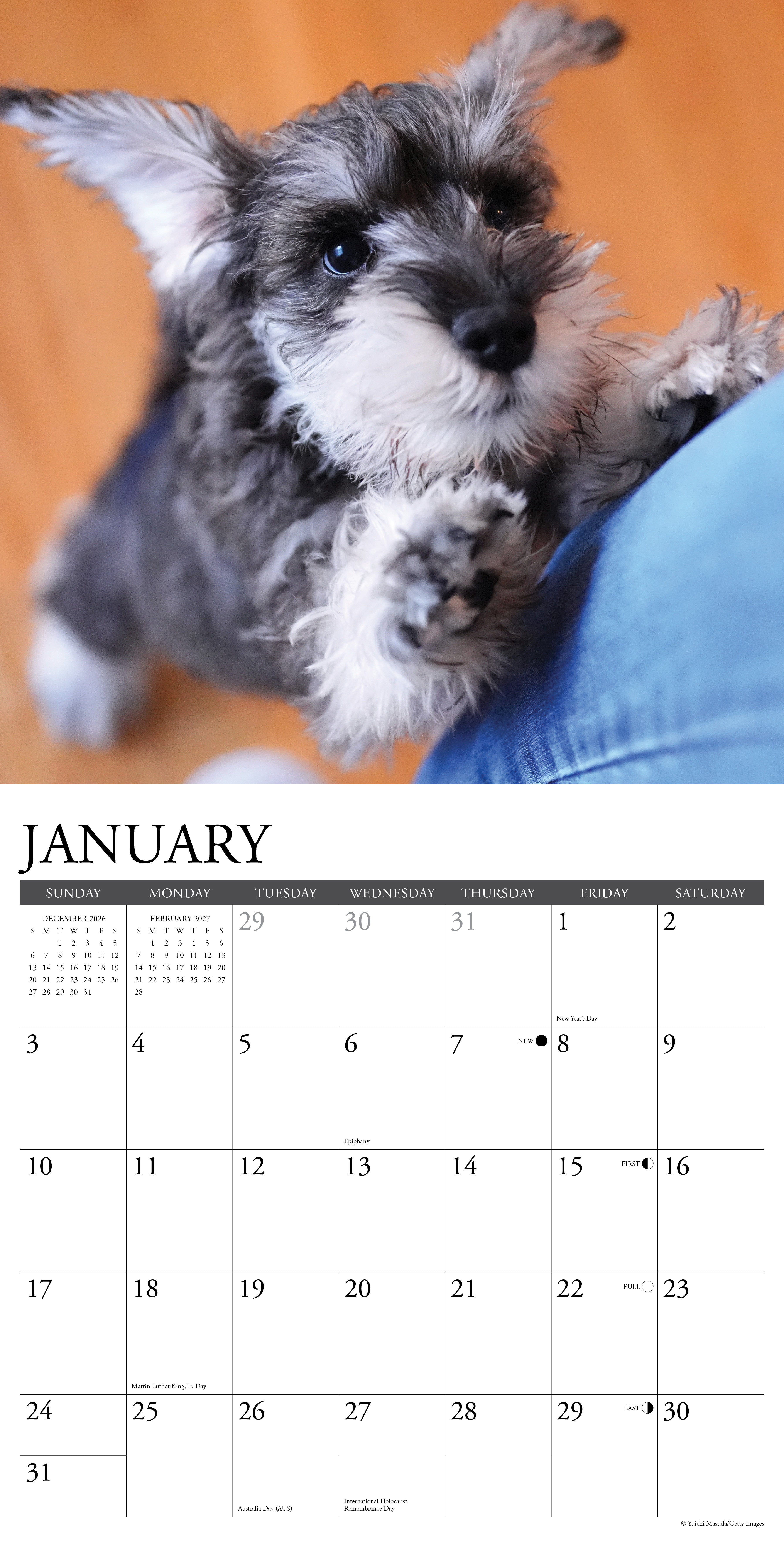Willow Creek Press, Schnauzer Puppies 2027 Wall Calendar