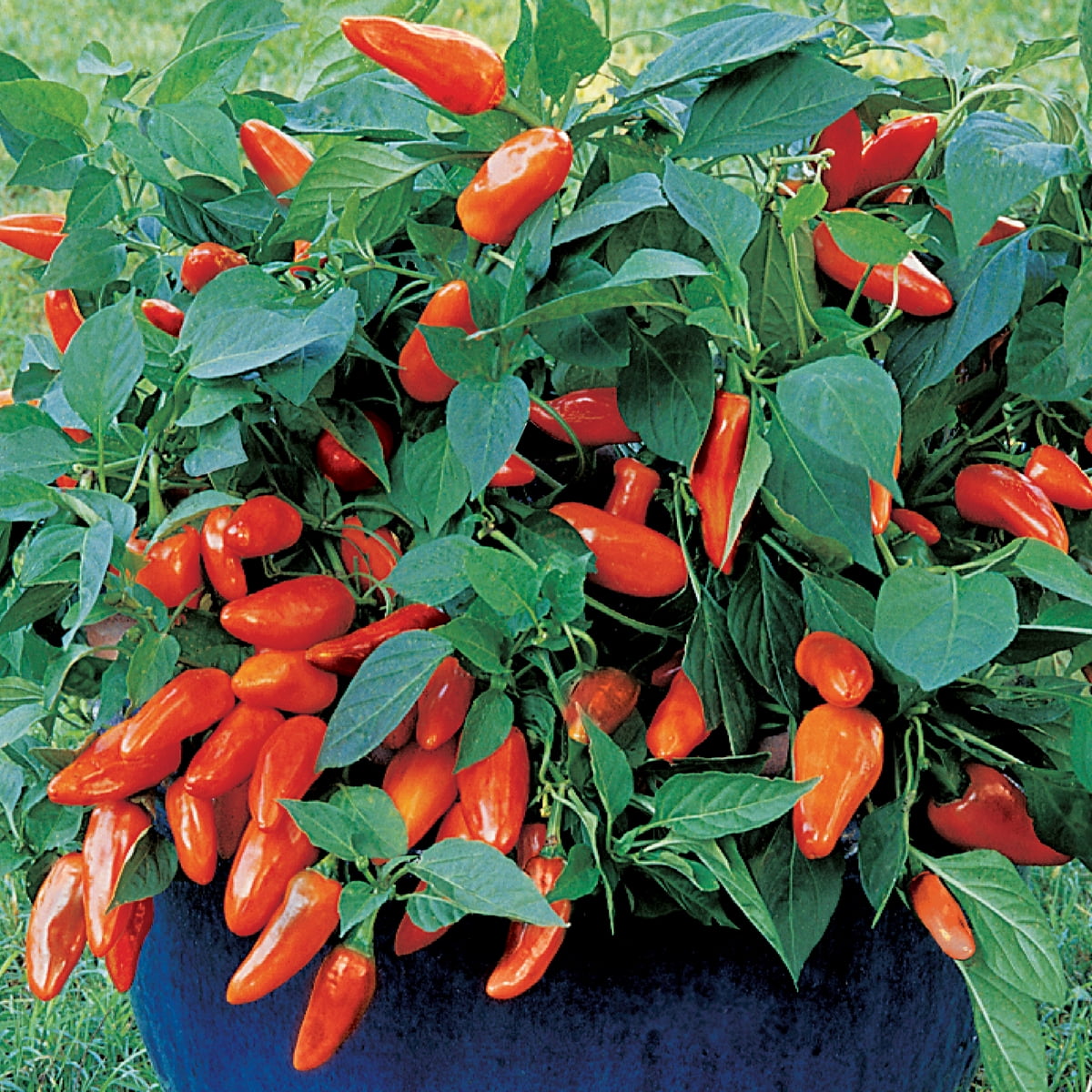 Burpee Tangerine Dream Pepper Annual Vegetable Seed, 1-Pack, Full Sun