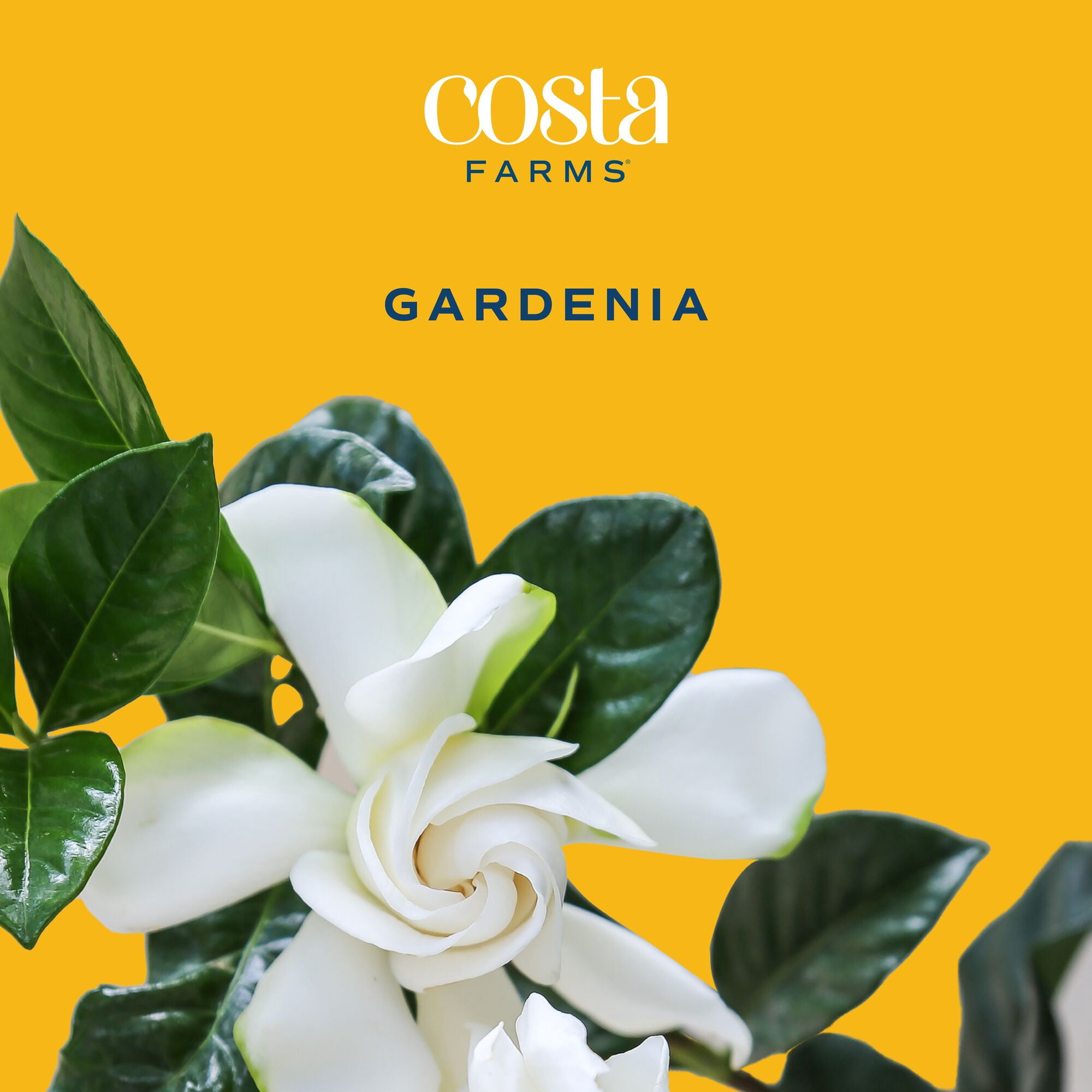 12" Gardenia Live Outdoor Plant in 6" Grower Pot