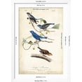 thumbnail image 5 of Art.com Indigo Bunting Art Print by John James Audubon, White Frame Wall Art, 32" x 44", 5 of 5
