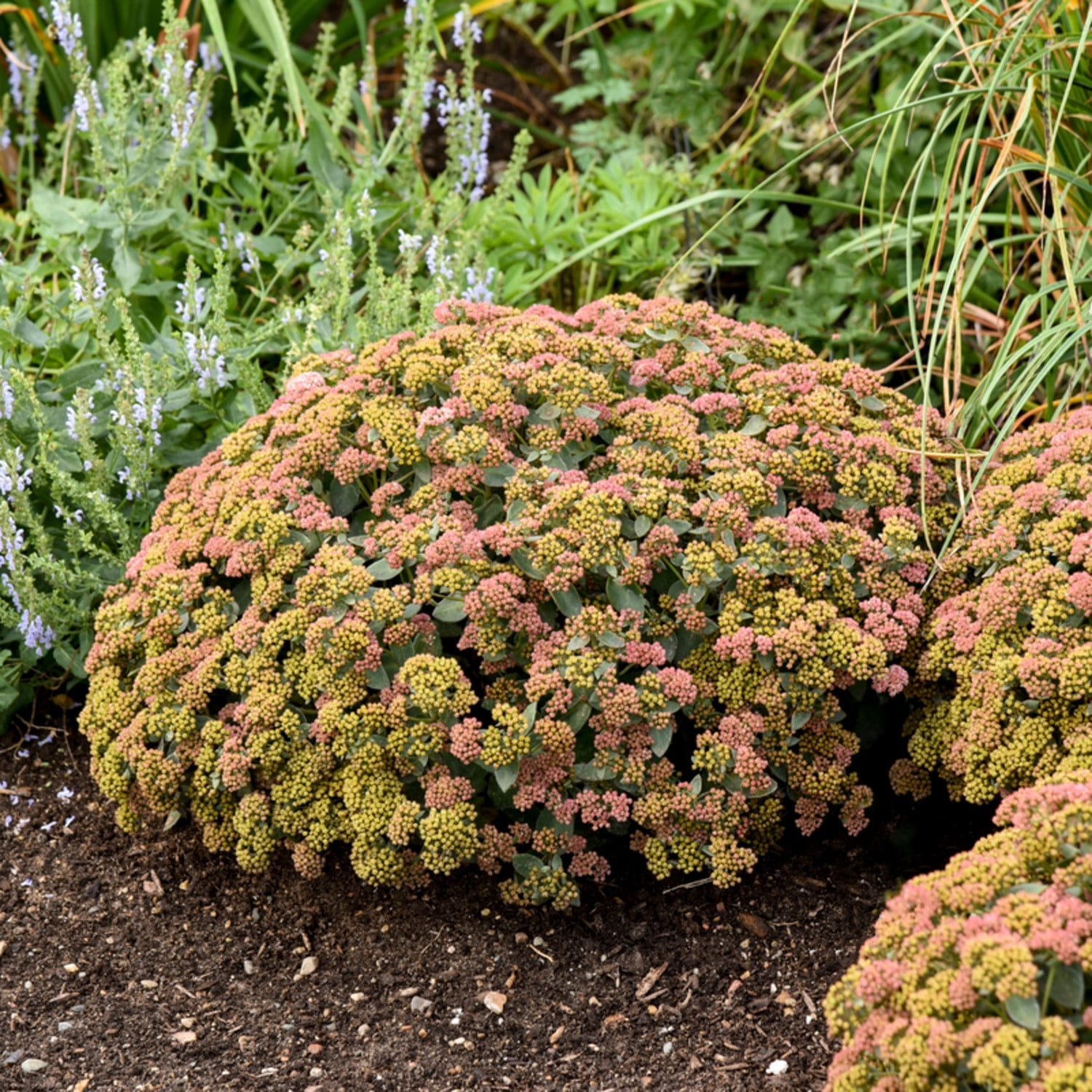 Proven Winners 5" Pink Rock 'N Grow 'Coraljade' Stonecrop Live Plant in 4.5" Pot