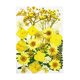 thumbnail image 1 of Surtido de flores secas prensadas a granel, artesanías, bricolaje, resina epoxi, joyería, decoración Amarillo, 1 of 9