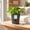 Gray, variant on Self-Watering Planter with Water Level Window, Removable Two-Layer Tray, Breathable Root Care, Durable Plastic for Pothos and Small Foliage Green
