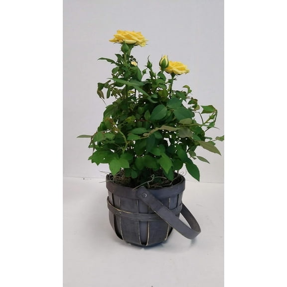Live Mini 4" Yellow Rose Bush in 4" Gray Woven Gift Container - 4 Inch Indoor Plant