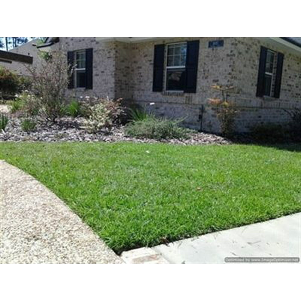 Centipede Grass Seed (Raw) 50 Lbs.