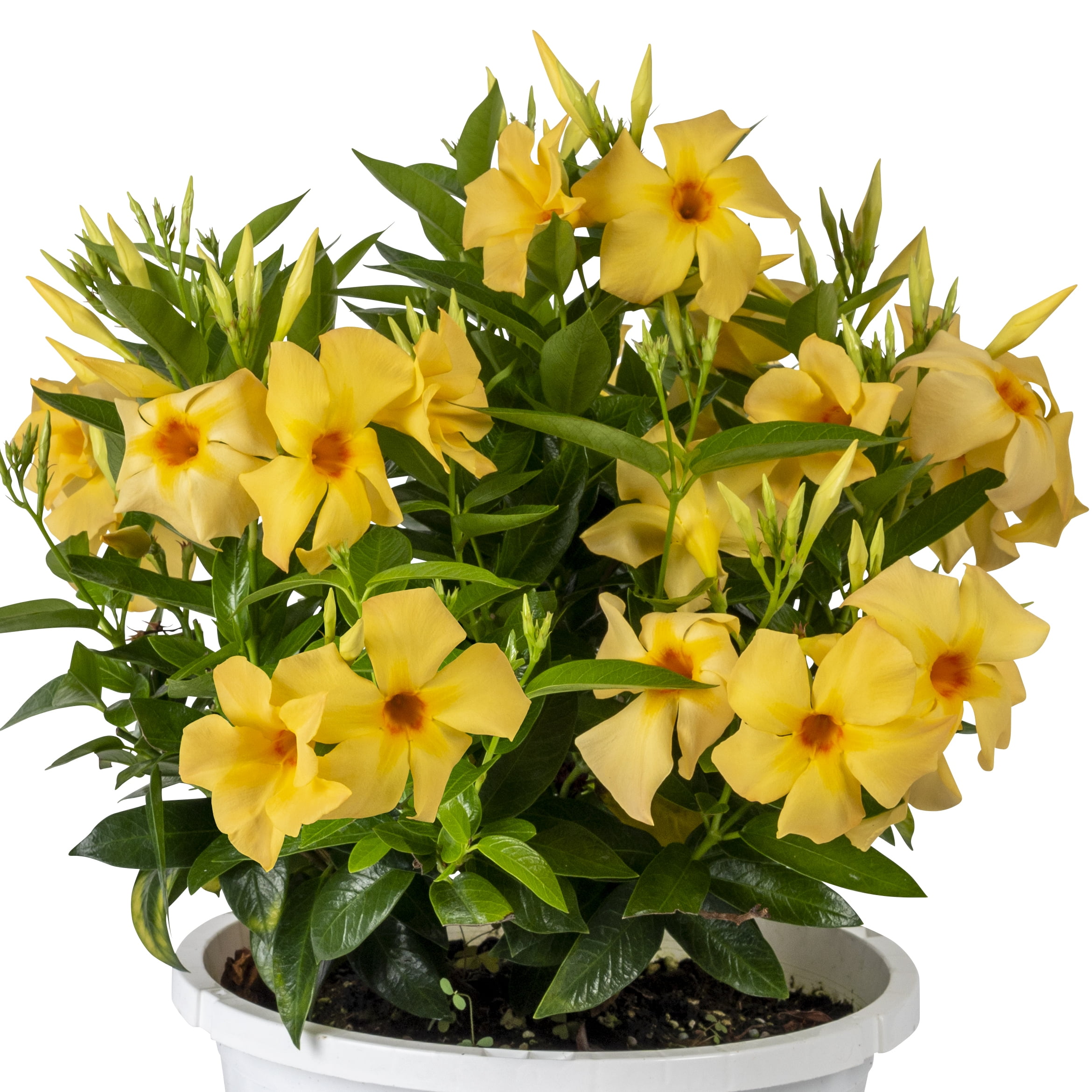 National Plant Network 1 gal. Mandevilla Sun Parasol Sunbeam Annual Plant with Yellow Flowers
