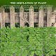 thumbnail image 3 of Pared de plantas verdes artificiales con hojas verdes simuladas, valla de ratán, decoración para balcón, 3 of 6