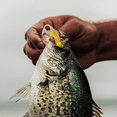 thumbnail image 3 of 6th Sense – Clobber Minnow – Soft Plastic Crappie Bait, Thick Profile Finesse Minnow (12/pk), 3 of 8