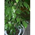 thumbnail image 2 of 30 FICUS TREE (Bodhi Tree / Sacred Fig / Bo Tree / Pipal) Ficus Religiosa Seeds, 2 of 5