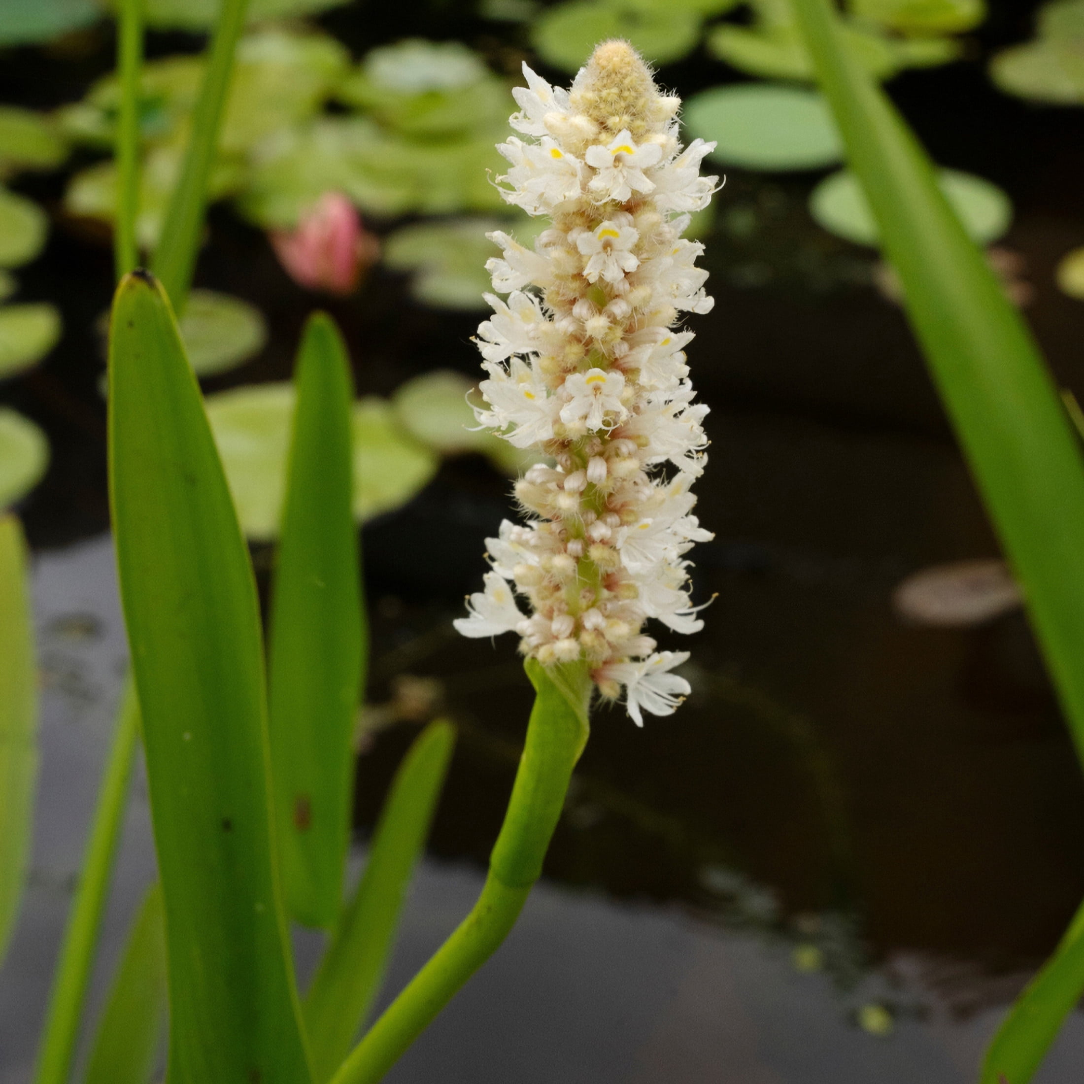 AquaMeadow White Pickerel Rush Potted Reg 3ct