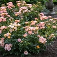 thumbnail image 5 of Drift Peach Rose Live Shrub (2 Gallon), 5 of 12