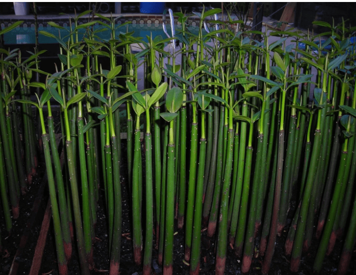 Red Mangrove (Rhizophora mangle) – Live Plant for Aquariums, Paludariums, Brackish & Saltwater Tanks