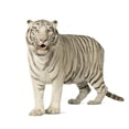thumbnail image 2 of White Tiger 3 Years Wall Decal Sticker by Wallmonkeys Vinyl Peel and Stick Graphic (24 in W x 24 in H), 2 of 4