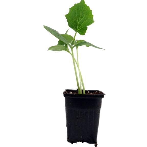 Straight Eight Cucumber - Grown By Hirt's - 4" Pot