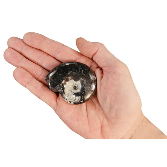 Kidz Rocks Goniatite Fossil 2 1/2" 3-4 oz Polished Rock Mineral Specimen Black Healing Stone