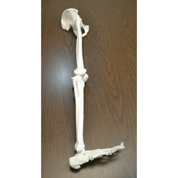 Eisco Labs Medical Quality Anatomical Bone Leg with Foot Model - Life Size