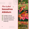 thumbnail image 4 of Sassafras Live Plant 8–10 inch Tall Dormant, Hardy Fragrant Tree with Fall Foliage Sassafras Tree, Outdoor Plant, 4 of 6