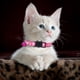 thumbnail image 5 of Collar para gatos con estampado Collar de seguridad con (collar de nylon tejido de colores para mascotas), 5 of 5
