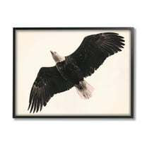 Stupell Industries Eagle Flying Overhead Vintage Bird Sepia Tone Photography, 14 x 11,Design by Nancy Crowell