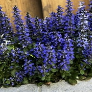 Chocolate Chip Ajuga Dormant Bare Root Starter Perennial Groundcover Plant (1-Pack)