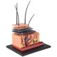 thumbnail image 4 of 4D Human Skin Model Hair Organs Assembling Puzzle Model, 4 of 5