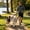 🔥Black_New#439, variant on No Pull Double Dog Leash with Elastic Bungee, Shock Absorbing Reflective Lead for Walking Two Medium to Large Dogs