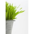 thumbnail image 1 of Green Grass in a Pot Poster Print by Steven Raniszewski, 11 x 17, 1 of 1