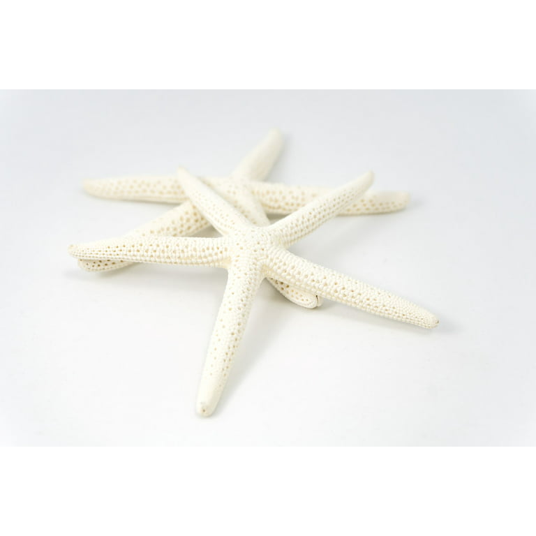 Starfish Decor - White Finger Star Fish 3'-4 (20 pk) - Craft Starfish -  White Starfish Decor - Beach Wedding Starfish - Beach Starfish Décor 