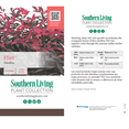 thumbnail image 6 of Southern Living Flirt Nandina Live Shrub in 2.5-Quart Grower Pot, 6 of 10