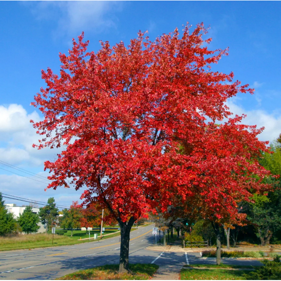 Brandywine Maple Trees Live for Planting, Acer Rubrum Brandywine Trees for Garden 3 Inch Pot - Dormant in Winter