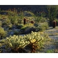 thumbnail image 2 of Talbot Frank, Christopher 17x15 Black Ornate Wood Framed with Double Matting Museum Art Print Titled - CA, Anza-Borrego Cactus with Ocotillo plants, 2 of 4