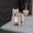 H, variant on Giyblacko Flower Pots 1PCS Garden Flower Pot Dog Poodle Chihuahua Animal Planters Flower Pot Dog Planter Storage Containers Dog Planters Garden Pet Dog Storage Pots Decorative Ornaments Animal Shaped