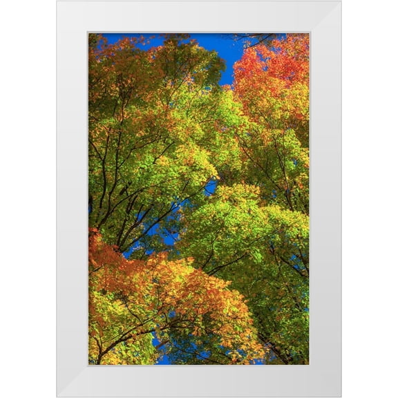 Gulin, Sylvia 11x14 White Modern Wood Framed Museum Art Print Titled - USA-New England-Vermont Autumn looking up into Sugar Maple Trees