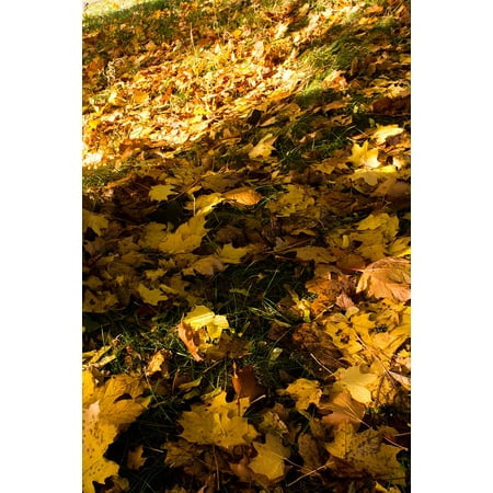 - LAMINATED POSTER Leaves Autumn Gold Yellow Fall Foliage Colours Poster Print 24 x 36