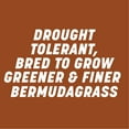 Pennington Sahara II Bermudagrass Penkoted Grass Seed 50 lb, Full Sun