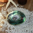 thumbnail image 2 of Natural Ocean Abalone Shell Conch Soap Holder Ashtray Craft Aquarium Diy Home Decoration, 2 of 11