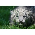 thumbnail image 2 of Snow Leopard Wall Mural by Wallmonkeys Peel and Stick Graphic (24 in W x 16 in H) WM251018, 2 of 4