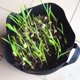 thumbnail image 2 of Bolsa negra Ounissouiy para cultivo de plantas macetero de tela no tejida 60*45cm, 2 of 6