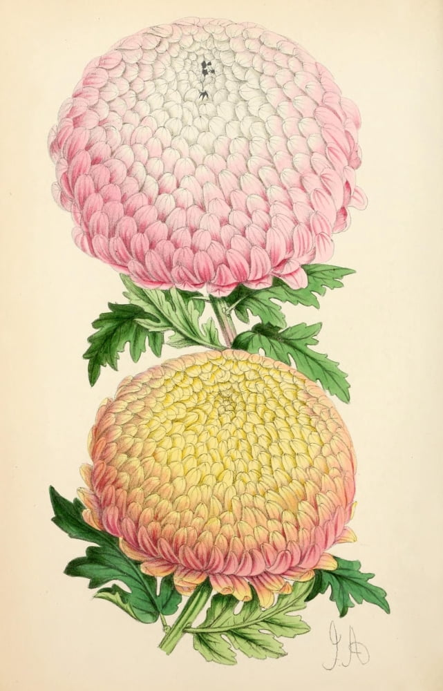 The Floral Magazine