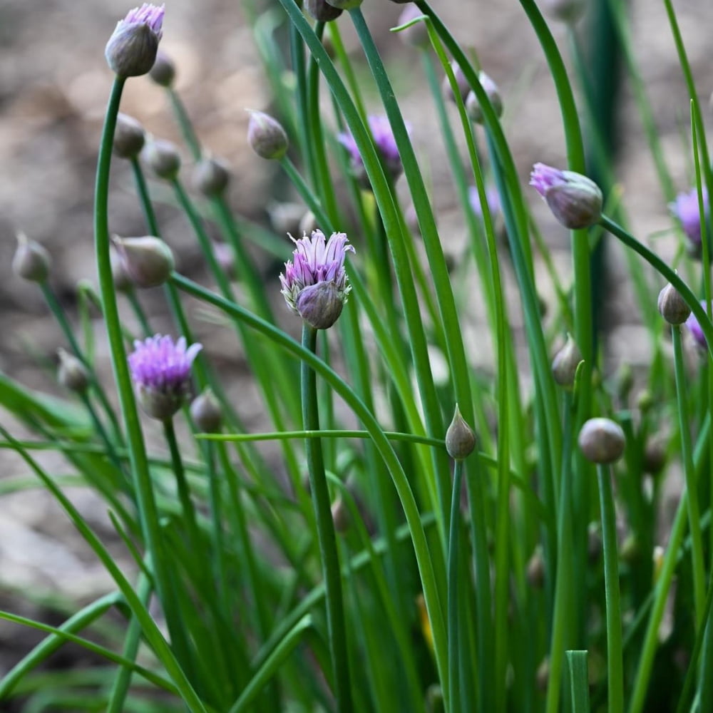 20 Mature Live Chive Plants, Live Garlic Chives Indoor Outdoor Landscape, 3-5'' Tall