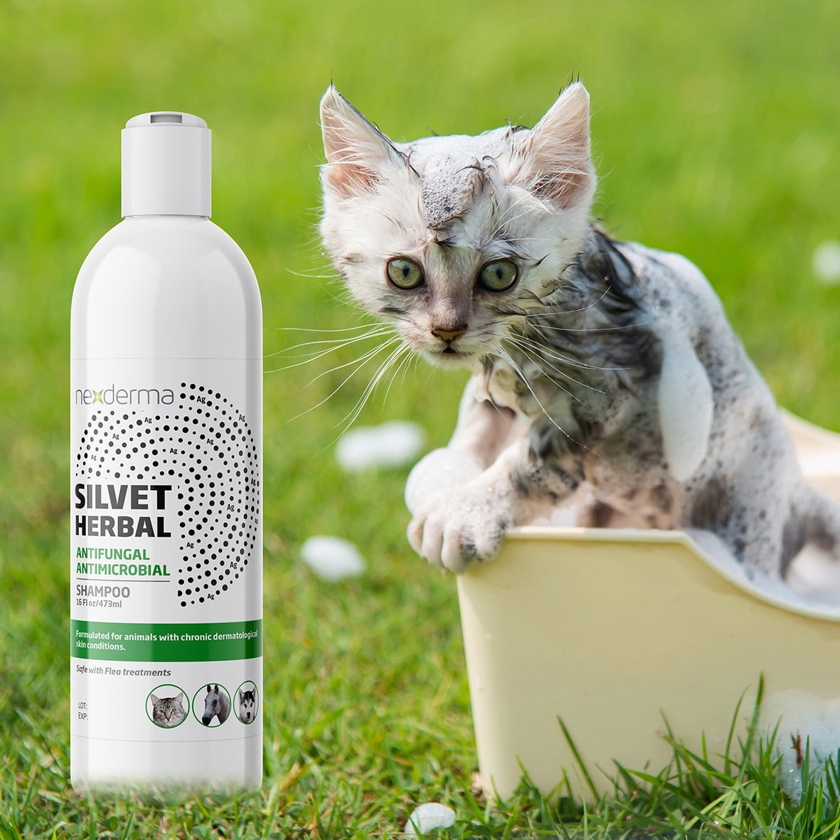 antifungal shampoo for cats walmart