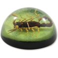 thumbnail image 3 of 25 Golden Scorpion Dome Paperweight Green, 3 of 4